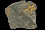 Ordovician Starfish (Petraster?) - Morocco #89215-1